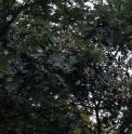 Sorbus glabriuscula
