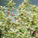 Sorbus microphylla