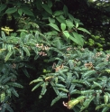 Sorbus setschwanensis CH4818