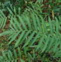 Thelypteris acuminata