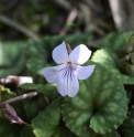 Viola formosana CMBTW1509