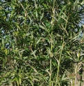 Semiarundinaria viridis
