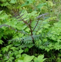 Zanthoxylum ailanthoides