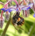 Plantes mellif�res/ melliferous plants