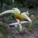 Les Epimedium