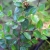 Cotoneaster kingdonii CH4471
