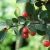 Cotoneater yihuaensis CH2655