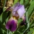 Iris trojana