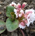 Bergenia ciliata