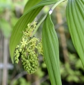 Maianthemum tatsienense 'Dark form'