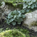 Heuchera grossulariifolia