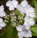 Hydrangea serrata (Japon)