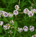 Buddleja alternifolia CH5104