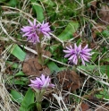 Heloniopsis orientalis
