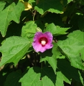 Hibiscus sinosyriacus 