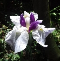 Iris ensata 'Fortune'