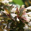 Weigela florida 'Black and White'