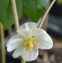 Podophyllum peltatum 'Hairy'