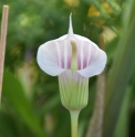 Arisaema candidissimum