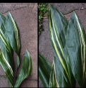 Aspidistra elatior 'Hakusen'