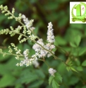 Astilbe macroflora