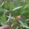 Berberis triacanthophora 'Cally Rose'