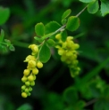 Berberis aff. henryana