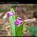 Bletilla striata 'Akamurasaki'