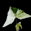 Cacalia maximowicziana 'Shiro Sunago Fu'