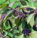 Callicarpa cathayana