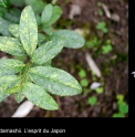 Camellia sinensis 'Nagoya'