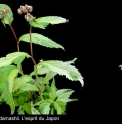 Cardiandra alternifolia 'Kimidori'