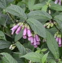 Chelonopsis moschata