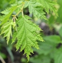 Corylus heterophyllus