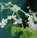 Deinanthe bifida 'Pink Kii'