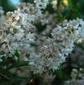 Deutzia gracilis