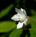 Deutzia aff. pilosa CBCH526