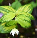 Disporum smilacinum 'Koganetsuki'