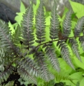 Athyrium niponicum 'Metallicum'