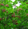 Enkianthus campanulatus 'Red Bells'