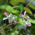 Epimedium 'Candy Striper'