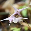 Epimedium grandiflorum var.thunbergianum 