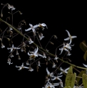 Epimedium  pubescens 'Shaanxi Forms' Cc022556