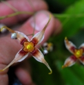 Epimedium wushanense 'Sandy Claws' (Spiny Leaves)