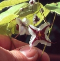 Epimedium epsteinii