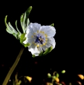 Eranthis pinnatifida 
