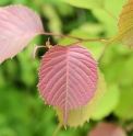 Euptelea pleiosperma