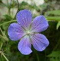 Geranium himalayense x pratense 