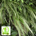 Hakonechloa macra 'Fuiri' CBJP1029