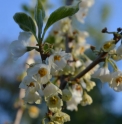 Halesia monticola 'Variegata'